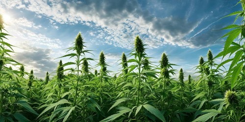 Cannabis plant with vibrant green leaves bathed in soft natural light, AI generated