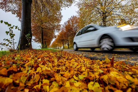 Country road, autumn, fog, rainy weather, tree avenue, wet road, leaves