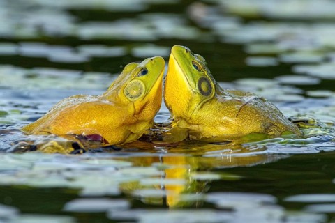 Bull frogs Lithobates catesbeianus. Male bull frogs fighting during the breeding season. La