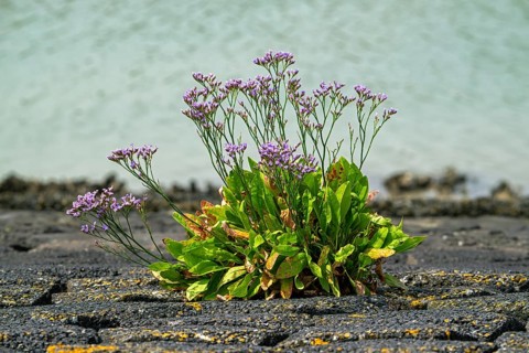 Common sea-lavender (Limonium vulgare) in flower on dyke, dike along the North Sea coast in summer,