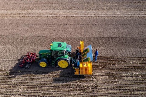 Vegetable cultivation, celery plants are planted in the field with a planting machine,
