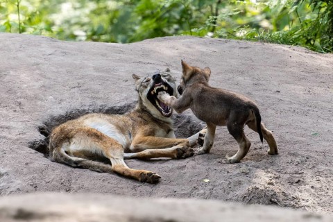A young actively playing with a lying wolf while it opens its mouth, European grey gray wolf (Canis