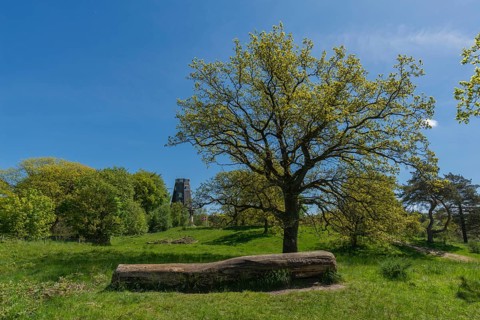 Svanninge Bakker, Faaborg, wooded heights in southern Funen, nature reserve, recreation, hiking,