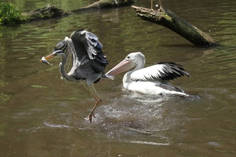 Grey heron (Ardea cinerea) snatches a fish from a australian pelican (Pelecanus conspicillatus),