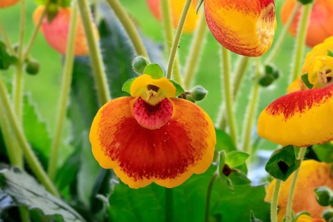 Slipper flower (Calceolaria Hybride), flowering, Elllerstadt, Germany, Europe