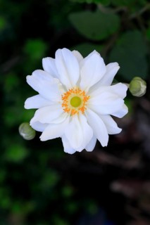 Chinese anemone (Anemone hupehensis), flowering, flower, Ellerstadt, Germany, Europe