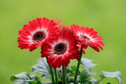 Gerbera (Gerbera), red, blooming, flowers, Ellerstadt, Germany, Europe