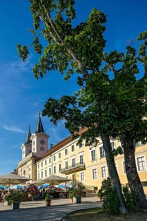 Large maple (Acer), Tegernsee Benedictine Abbey with St Quirin's Basilica, today a castle with