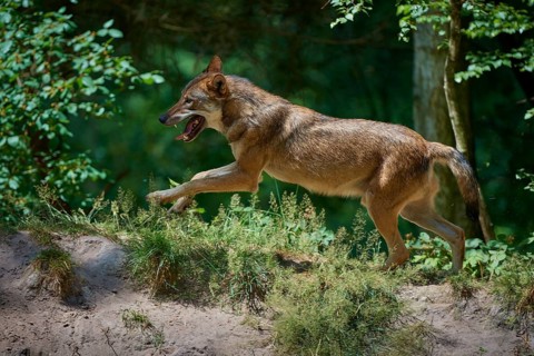 Gray wolf (Canis lupus), jumping in the forest, on a sandy hill, surrounded by green leaves and
