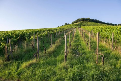 Vineyard at Korber Kopf is grubbed up due to uneconomical conditions, low yield, age, diseases,