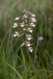 Marsh helleborine (Epipactis palustris), Emsland, Lower Saxony, Germany, Europe