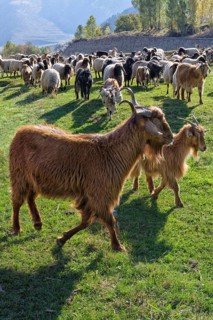 Herd of sheep and goats, Anatolia, Turkey, Asia