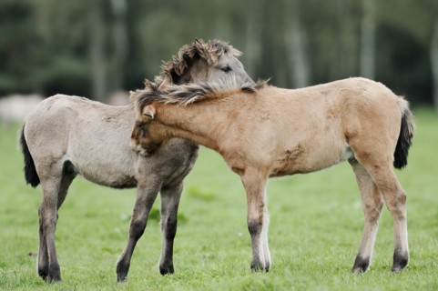 Dülmen wild horses, foals, Merfelder Bruch, Dülmen, North Rhine-Westphalia, Germany, Europe