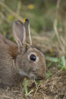 Rabbit (Oryctolagus cuniculus) adult animal feeding on a thistle leaf in grassland in the