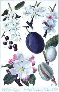 Botany, wild cherry (Prunus padus), cultivated plum (Prunus domestica) blossom and fruit, almond
