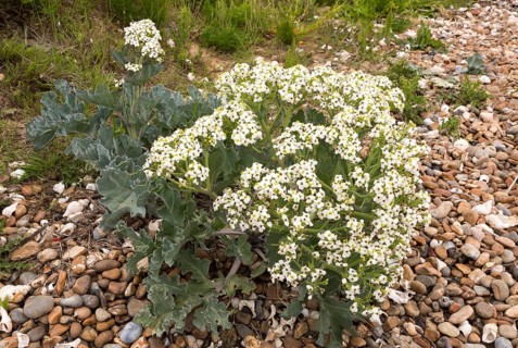 Sea Kale, crambe maritima, in flower on shingle pebble beach, Bawdsey, Suffolk, England, UK