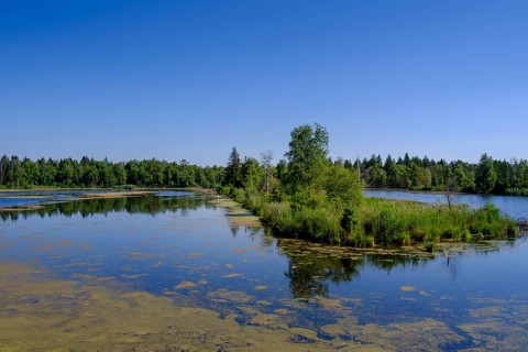 Am Torfwerk, Pfrunger-Burgweiler Ried nature reserve, Wilhelmsdorf, Baden-Württemberg, Germany,