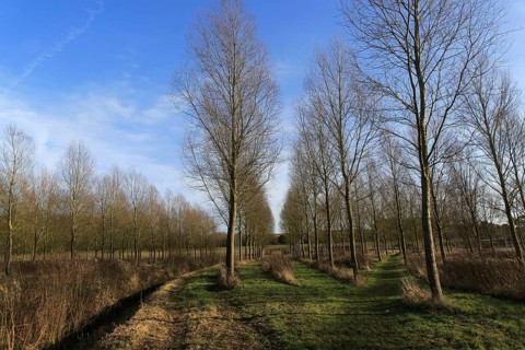 Lines of cricket bat willow tree, Salix alba Caerulea, in winter, Bromeswell, Suffolk, England, UK