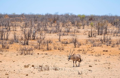 Gemsbok (Oryx gazella) in dry savannah with orange-coloured sand, Etosha National Park, Namibia,