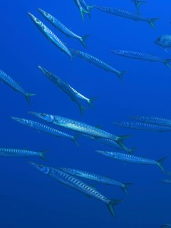 School of fish, group, school of barracuda (Sphyraena sphyraena) in the Mediterranean Sea near