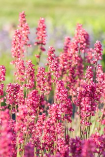Blooming purple heuchera in the garden
