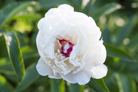 Pink peony flower in a botanical garden