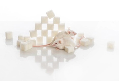 Two white laboratory mice near the pyramid of sugar cubes, diabetes concept