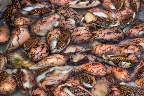 Fresh clams with patterned shells on the market