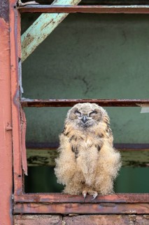 Eurasian eagle-owl (Bubo bubo), fledged young bird, resting, sleeping, in an old window frame,
