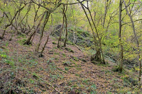 Dortebach valley in autumn, steep slopes, european hornbeams (Carpinus betulus) with a curious