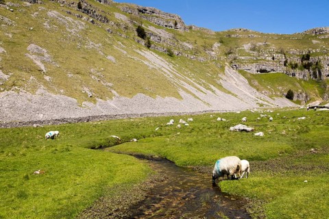 Gordale Scar carboniferous limestone gorge, Yorkshire Dales national park, England, UK