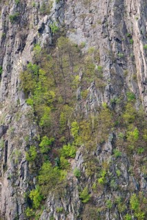 Steep rock face, sparse vegetation with various tree species: oak trees (Quercus), warty birch