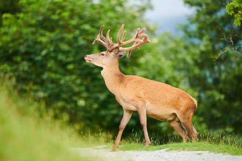 Red deer (Cervus elaphus) stag walking over a trail in the mountains in tirol, Kitzbühel, Wildpark