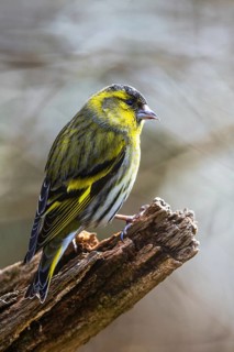 Eurasian Siskin, Spinus spinus, bird in forest at winter sun