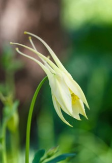Yellow aquilegia (columbine) flower on a green blurred background. Closeup