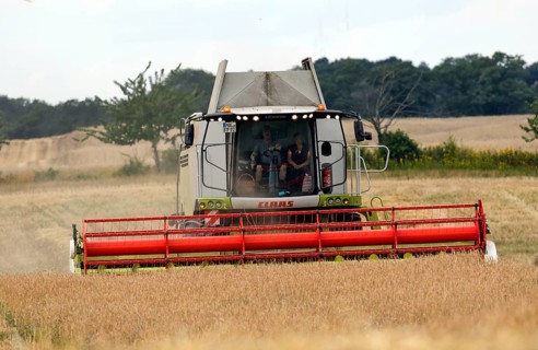 Combine harvester harvesting grain on an organic farm, Müncheberg, 28/07/2020