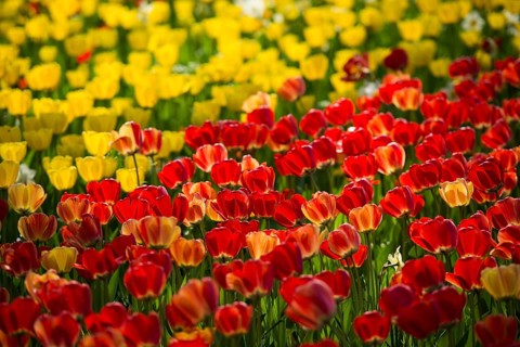 Flower meadow with colourful tulips, Mainau Island, Lake Constance, Baden-Württemberg, Germany,