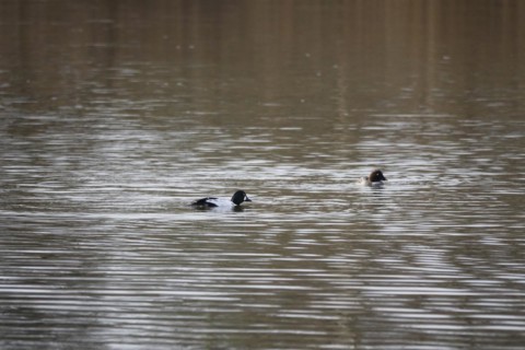 Pair of goldeneyes, March, Lusatia, Saxony, Germany, Europe