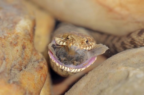 Dice snake (Natrix tessellata) with preyed fish, Provence, southern France