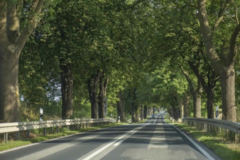 Chestnut avenue (Castanea) on a country road, Mecklenburg-Western Pomerania, Germany, Europe