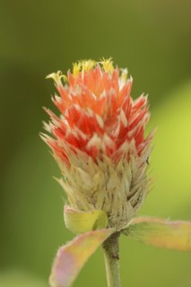 Spherical amaranth (Gomphrena haageana), flower, ornamental plant, North Rhine-Westphalia, Germany,