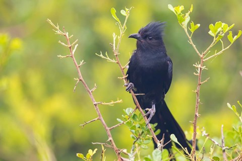 Jacobin cuckoo (Clamator jacobinus), (Oxylophus jacobin), Addo Elephant National Park, Addo,