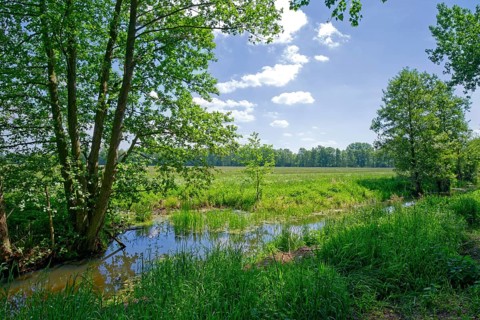 Wetlands of the Ohre in the UNESCO Drömling Biosphere Reserve. Hanseatic town of Salzwedel in the
