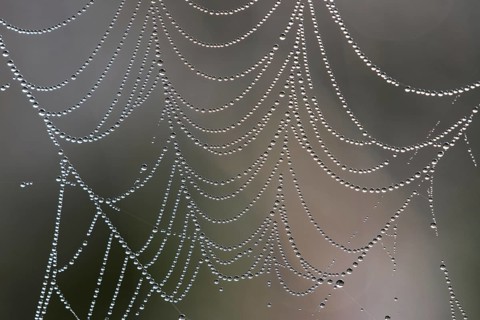 Close up of spider web, spiderweb, spiral orb web covered in dew waterdrops