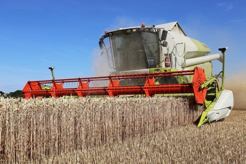 Harvesting grain with a combine harvester in a field near Ludwigshafen