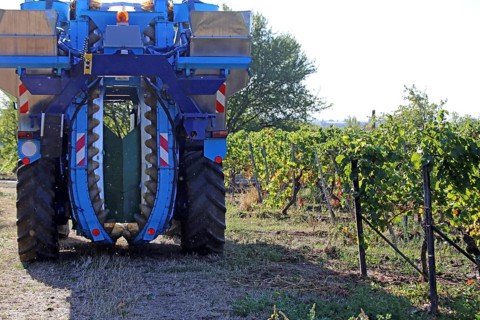 Grape grape harvest with full harvester in the district of Bad Dürkheim, Rhineland-Palatinate