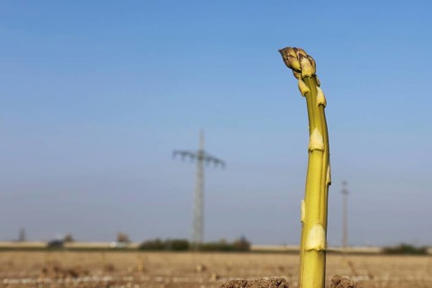 Green asparagus in the field against a blue sky