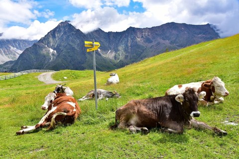 Ruminating cows above the Rifflsee in the Pitztal, Tyrol, Austria, Europe
