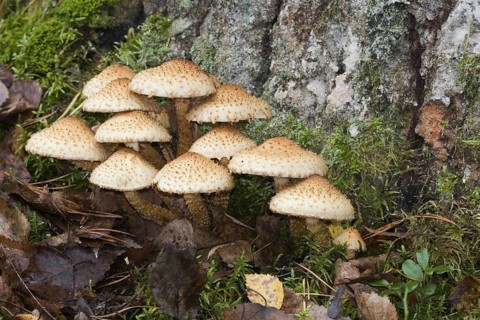 Shaggy scalycap, (Pholiota squarrosa), Conditionally edible mushroom, Mushrooms, Group at the foot