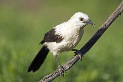 Magpie Thrush, (Turdoides bicolor), Magpie Thrush on a branch Farm Ondekaremba, Namibia, Africa,